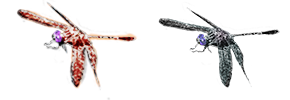 dragonfly