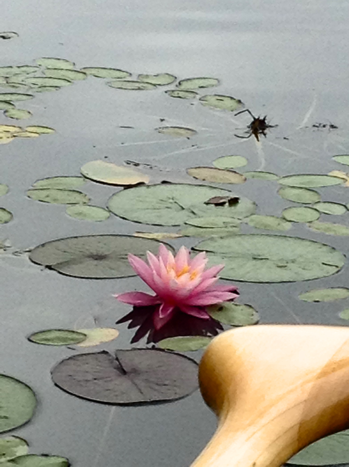 lotus and lake